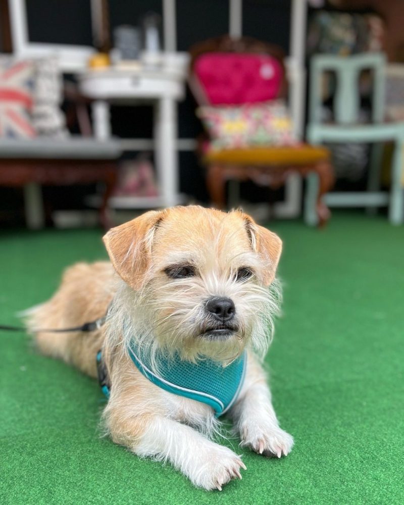 Photo of Ziggy the Dog